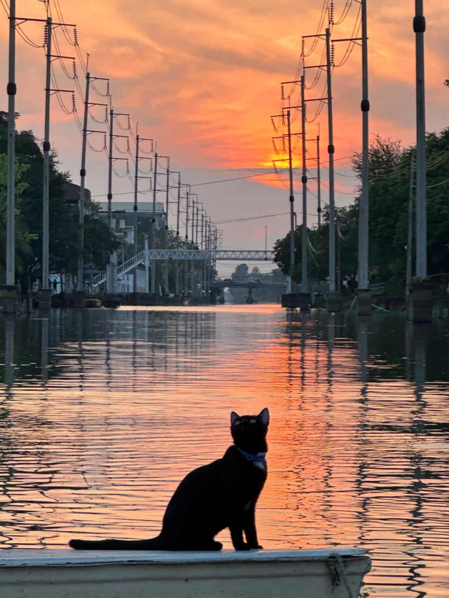 猫猫陪你乘船看夕阳
