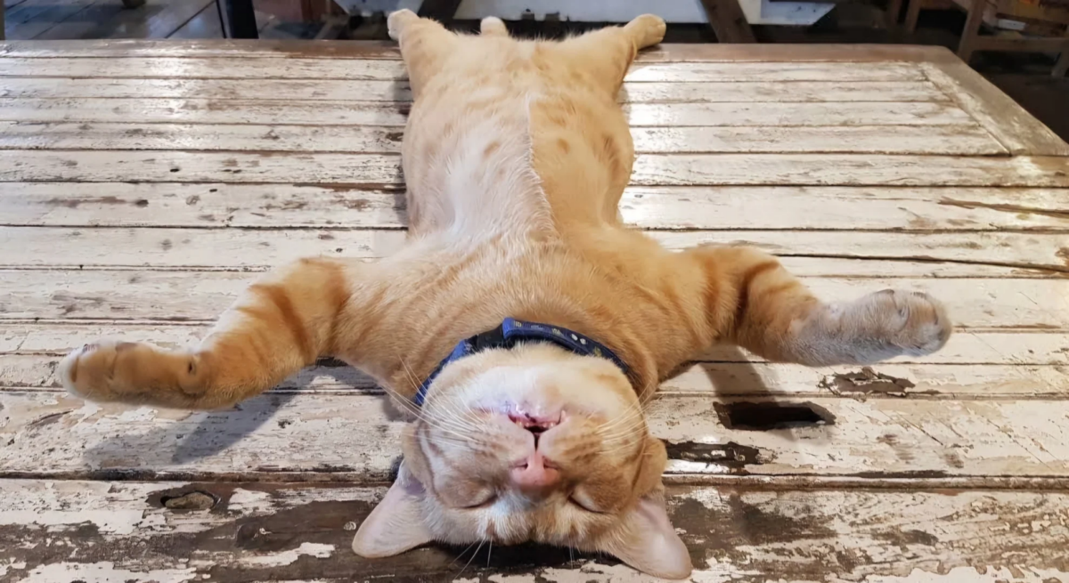 泰国曼谷「猫猫船」