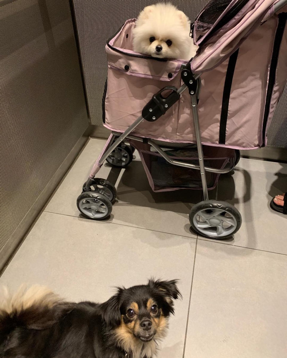 现代人花在宠物身上的钱越来越多