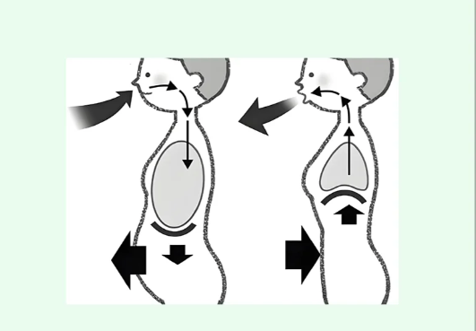 坐着瘦肚子的方法七、腹式呼吸