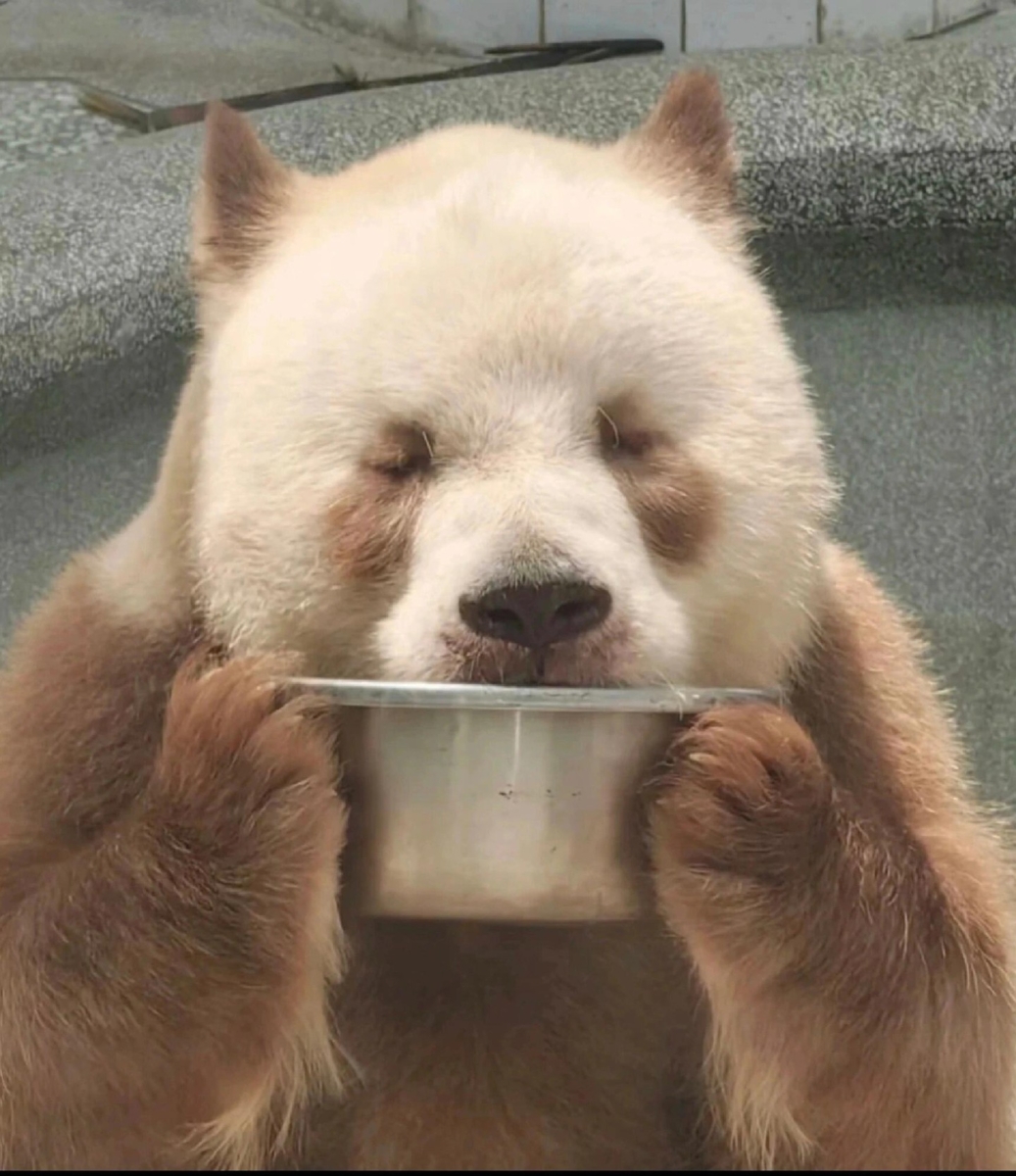 熊猫界顶流6. 七仔