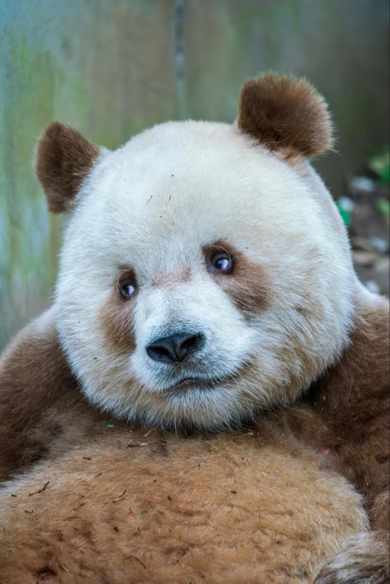 熊猫界顶流6. 七仔