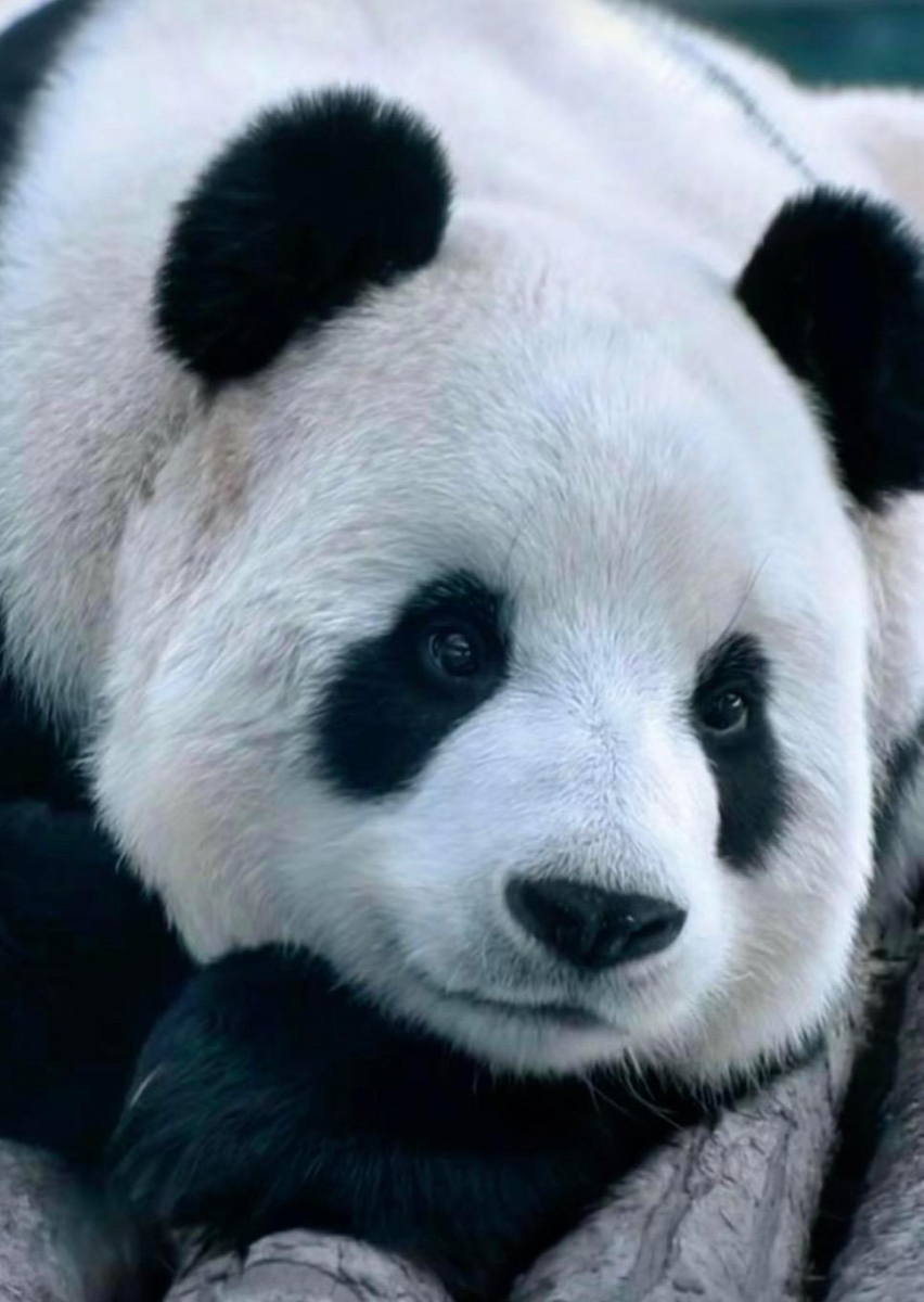 熊猫界顶流4. 飞云‌