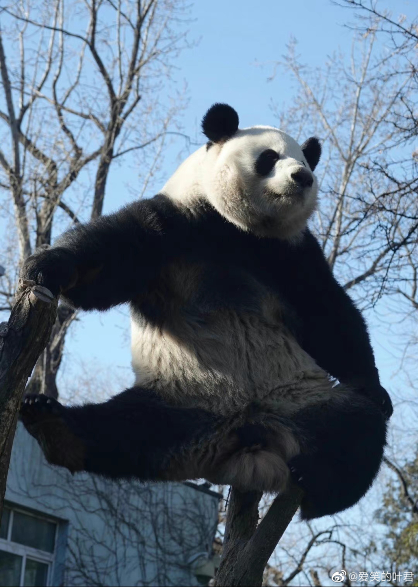 熊猫界顶流2. 萌兰