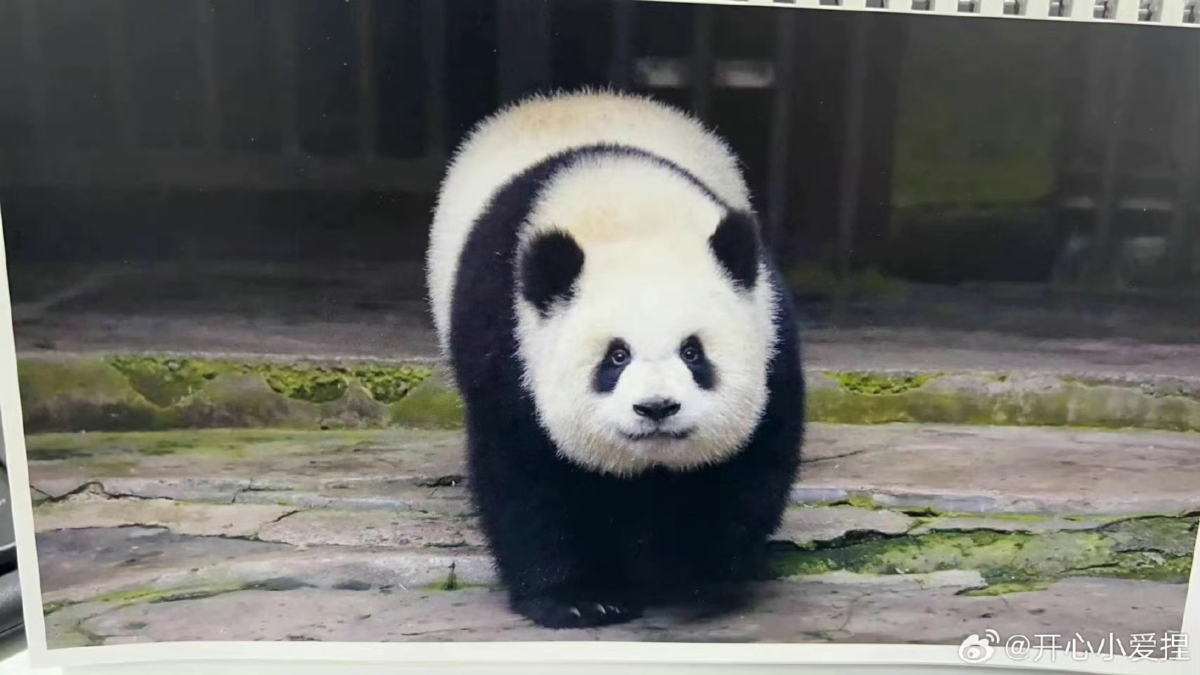 熊猫界顶流8. 渝爱