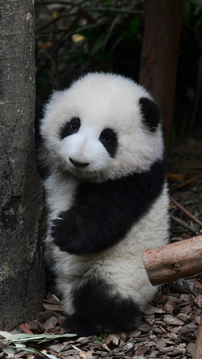熊猫界顶流3. 成和花（花花）