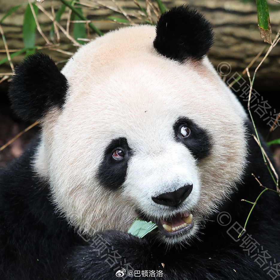 熊猫界顶流7. 梅兰