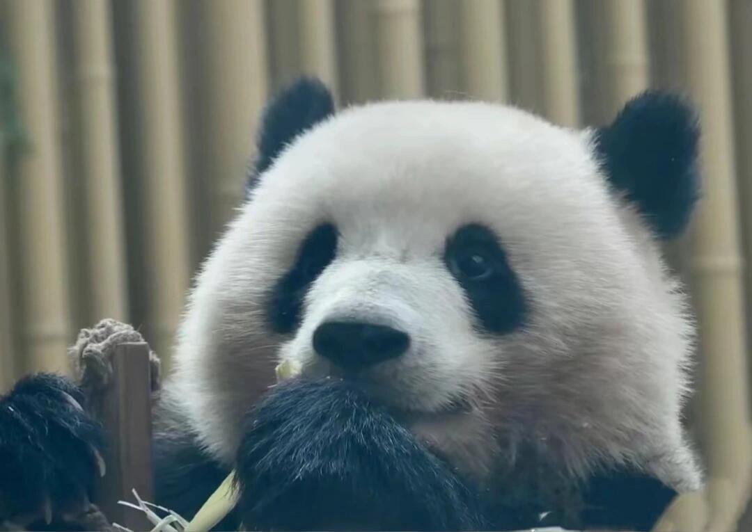 熊猫界顶流9. 北辰