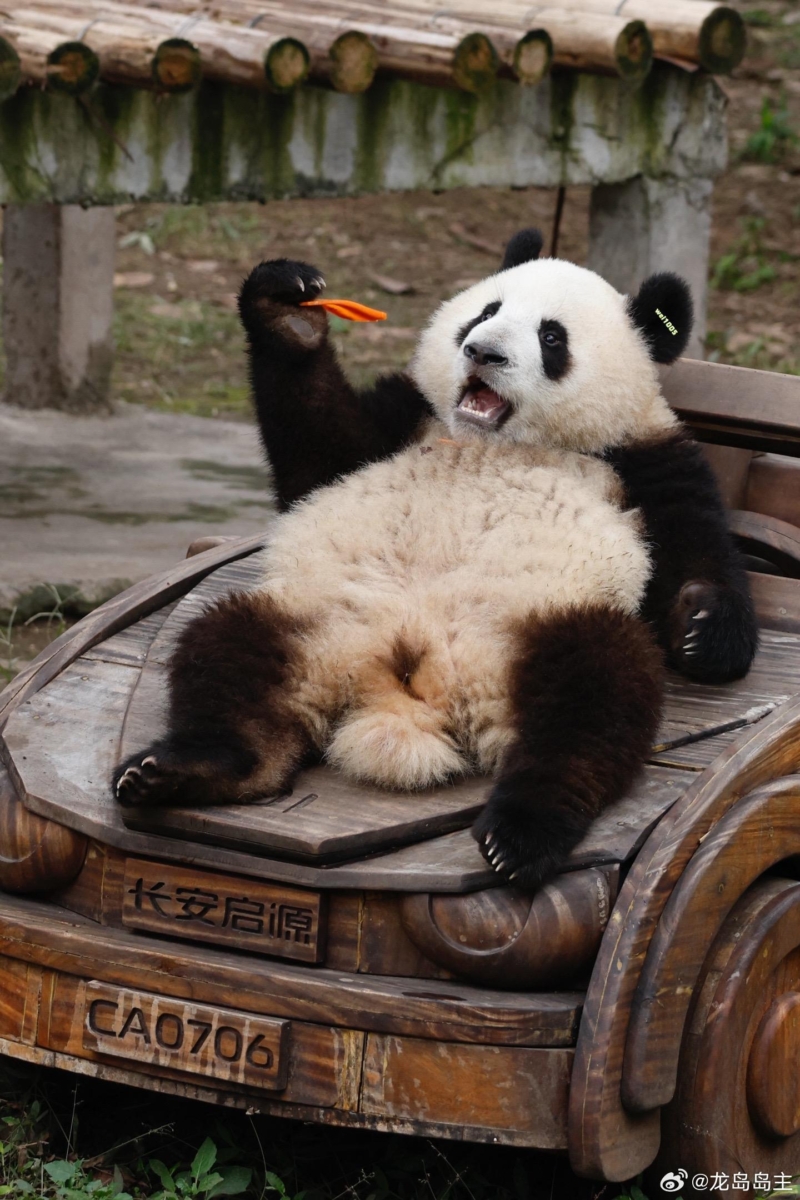 熊猫界顶流10. 莽灿灿（莽小五）