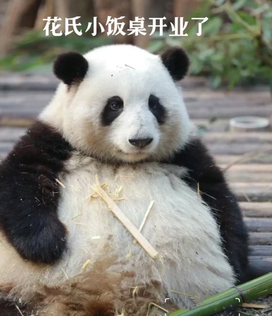 熊猫界顶流3. 成和花（花花）