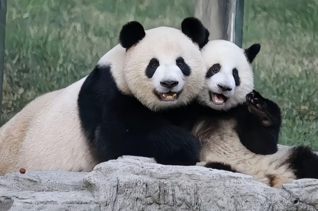 熊猫界顶流10. 莽仔和莽小五