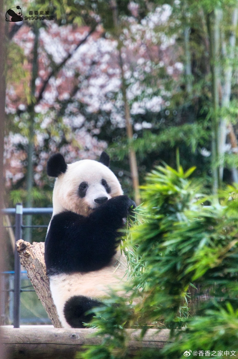 熊猫界顶流5. 香香