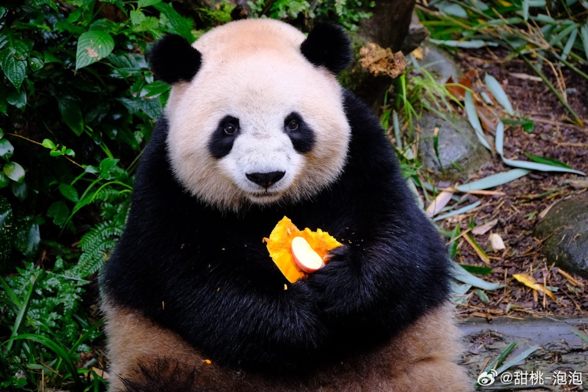 熊猫界顶流7. 梅兰