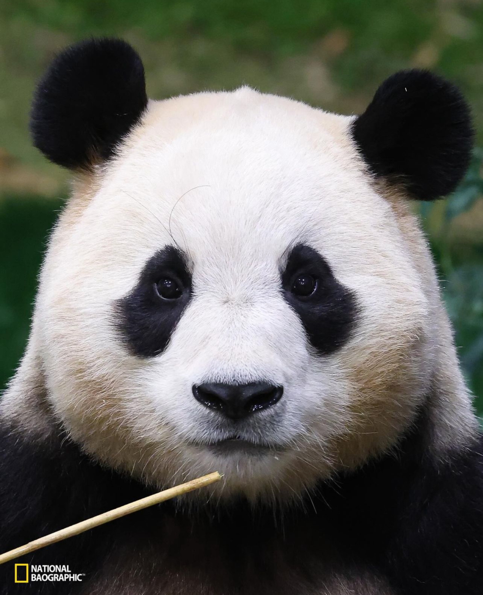 熊猫界顶流1. 福宝