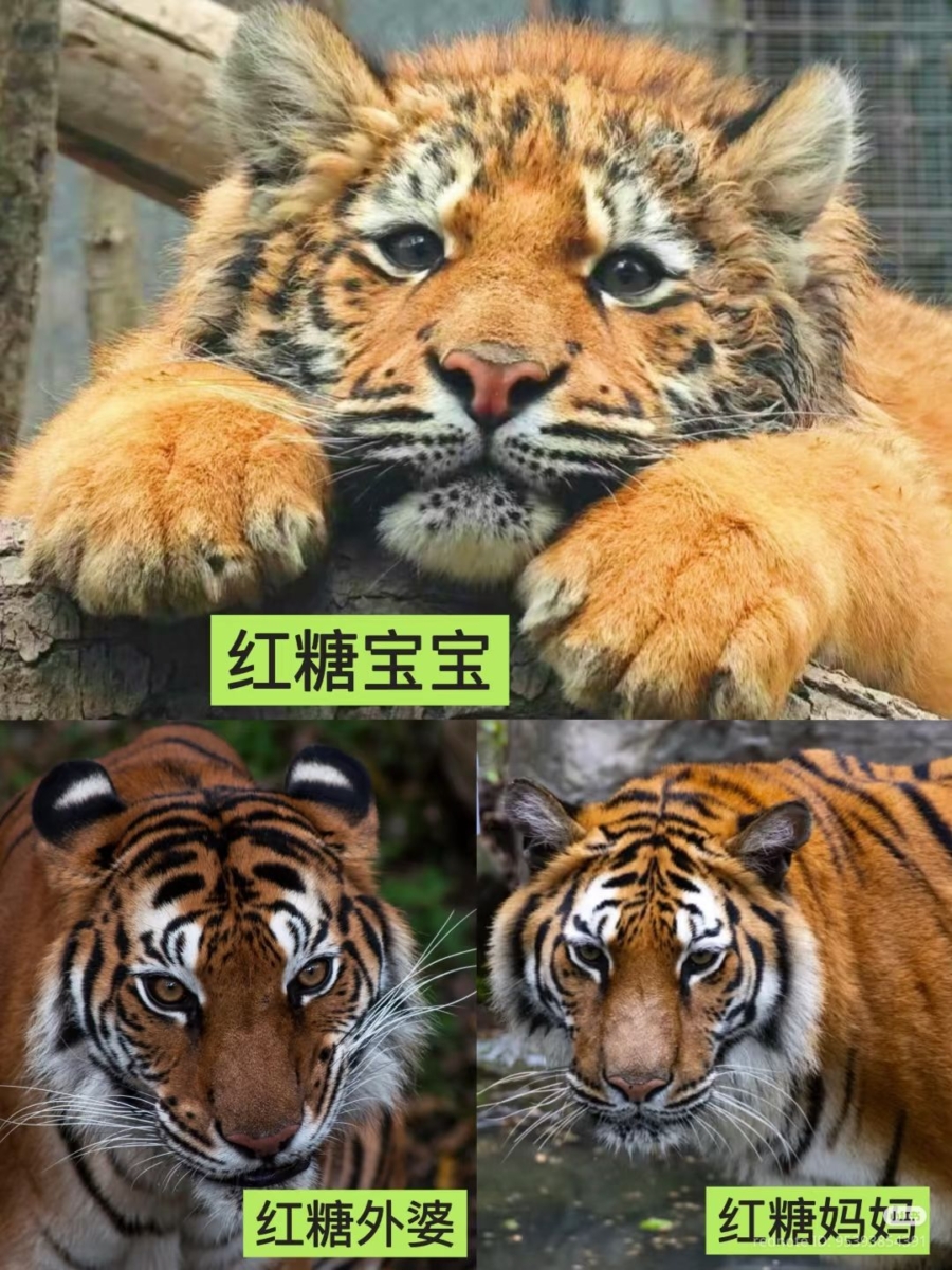 红糖、妈妈、外婆