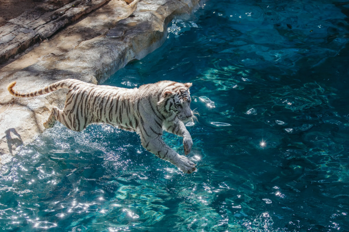 长隆野生动物世界