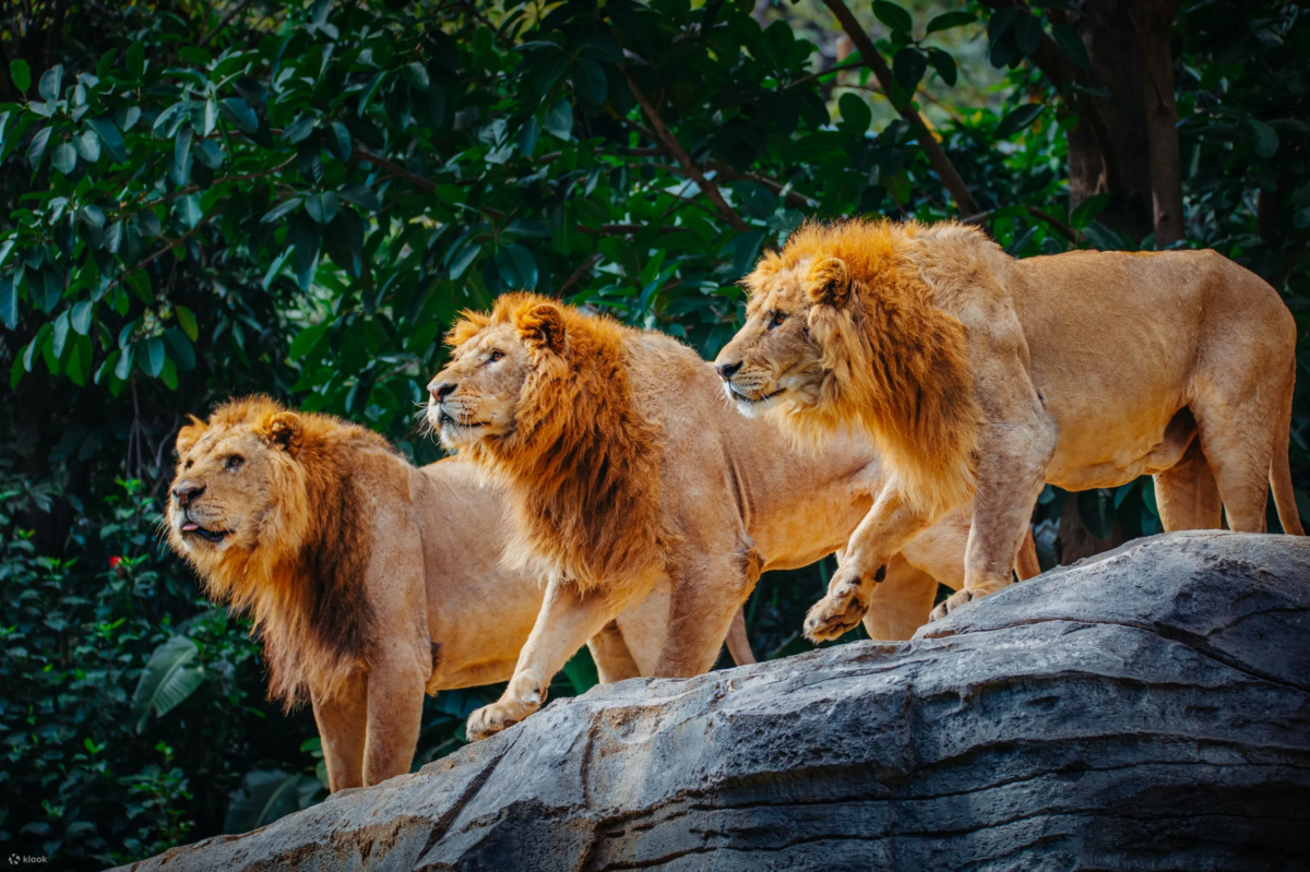 长隆野生动物世界