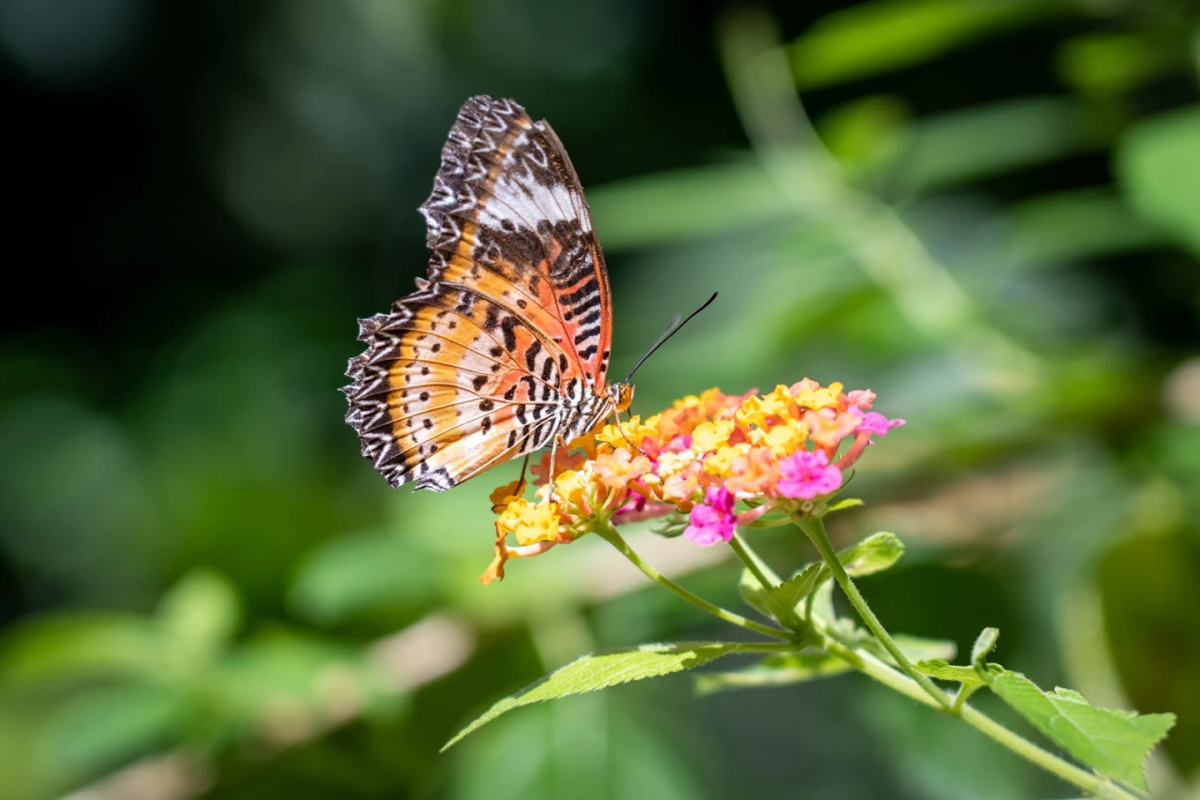 槟城蝴蝶公园（Entopia by Penang Butterfly Farm）