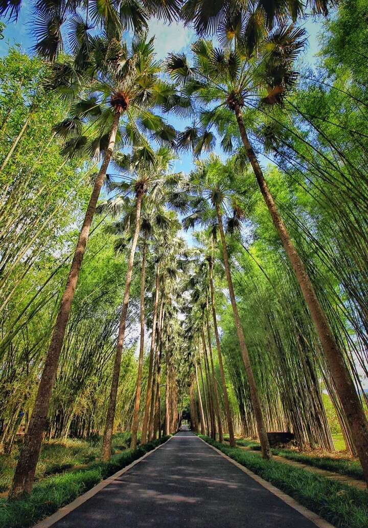 西双版纳热带植物园