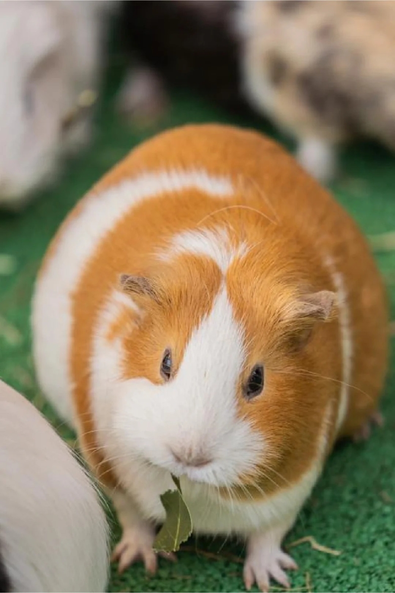 豚鼠（天竺鼠/荷兰猪）