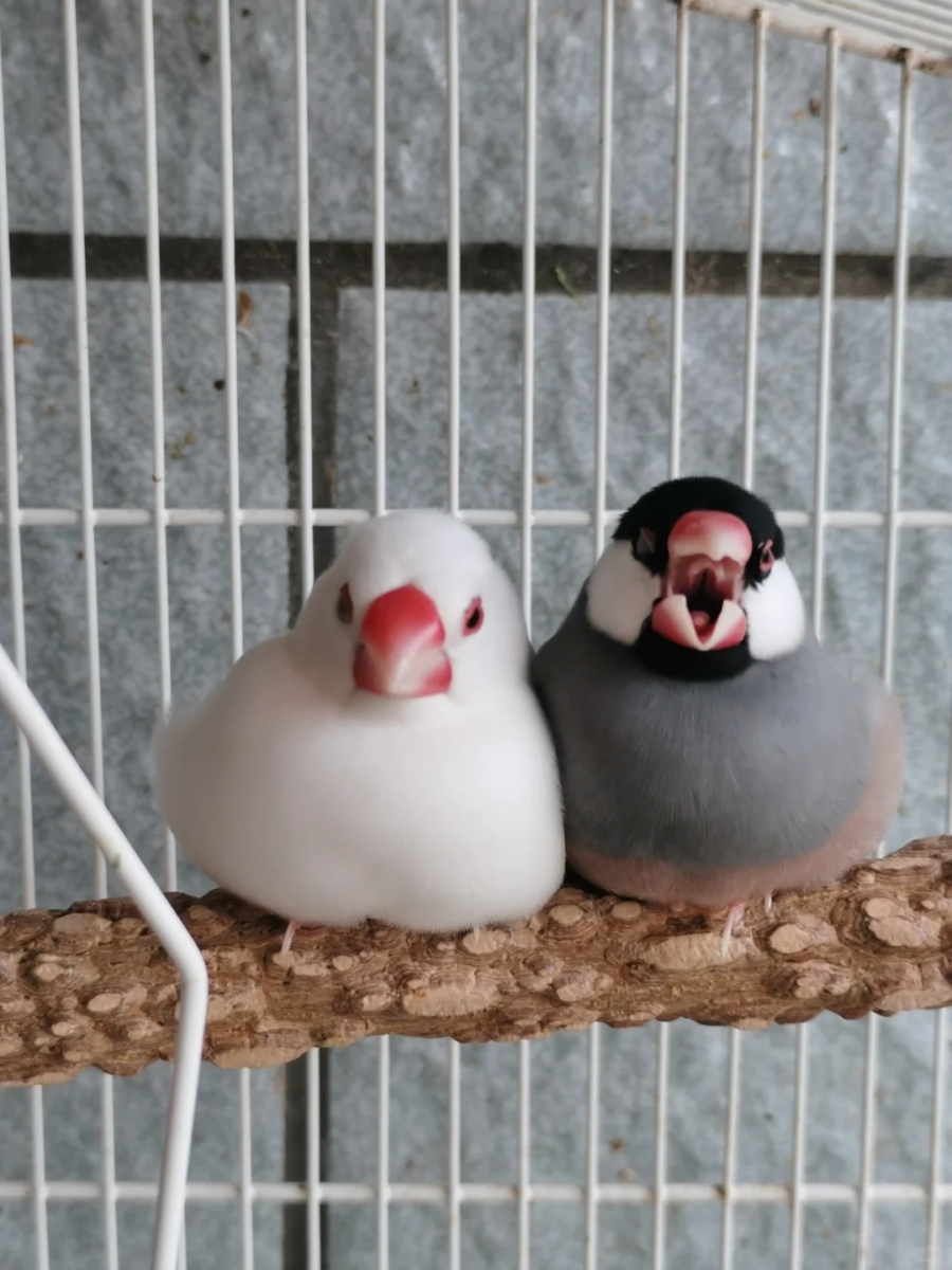 小型鸟类（虎皮鹦鹉/文鸟）