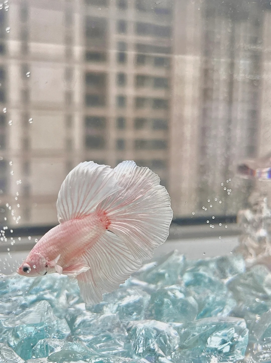 鱼类（金鱼/斗鱼/热带鱼）