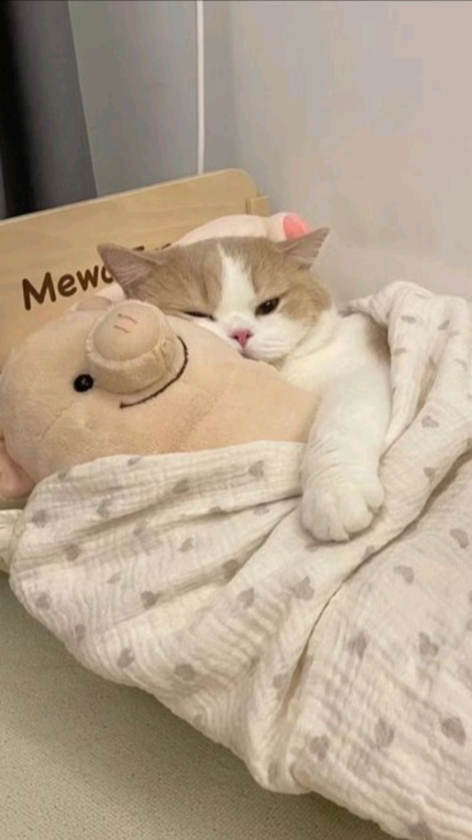 2. 宠物照系 🐶🐱