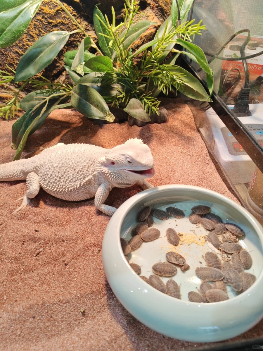 小型蜥蜴（如鬃狮蜥）