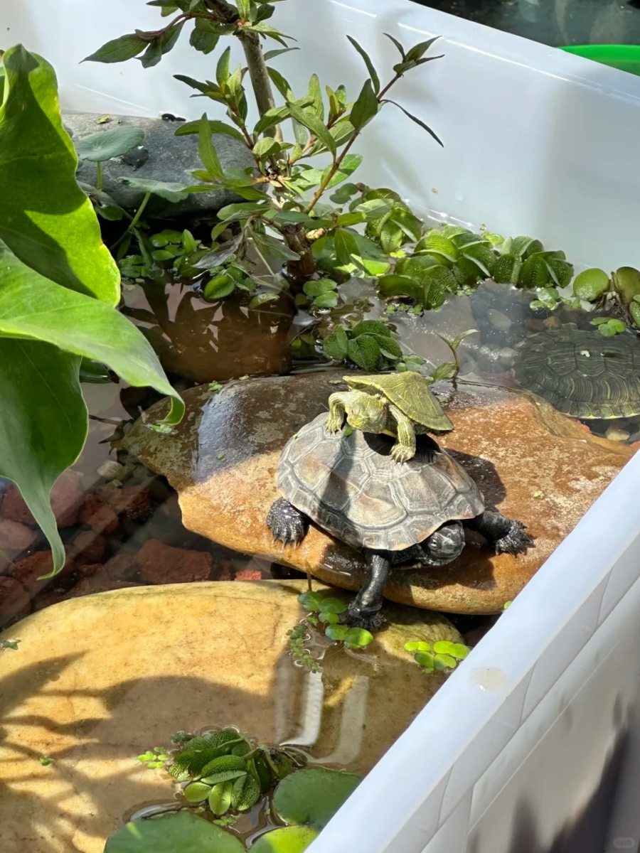 乌龟（水龟/陆龟）