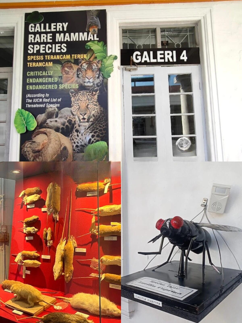 19.生物医学博物馆 Biomedical Museum