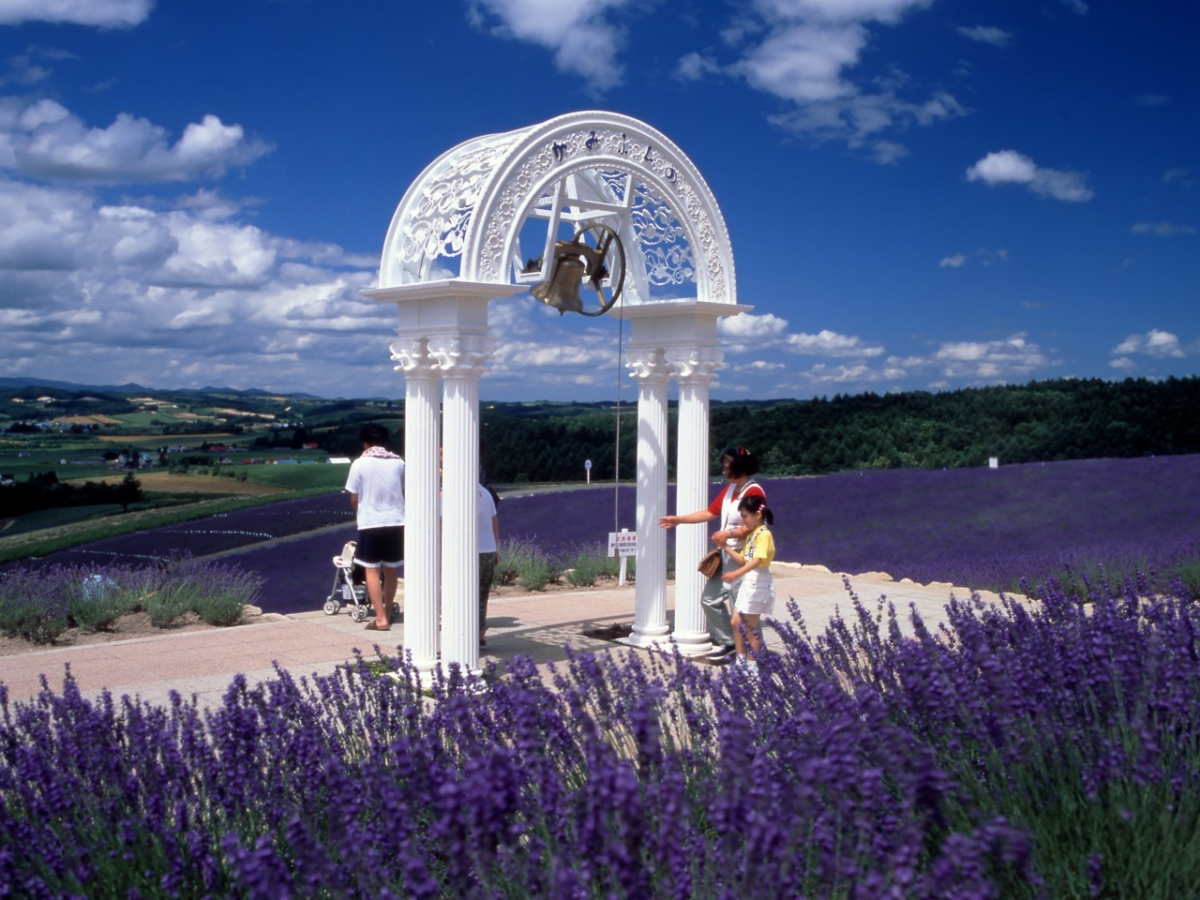上富良野日之出公园 | 360度俯瞰花田日落