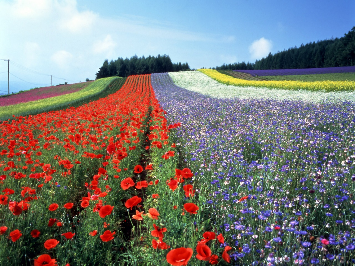 最佳旅行季节与气候指南