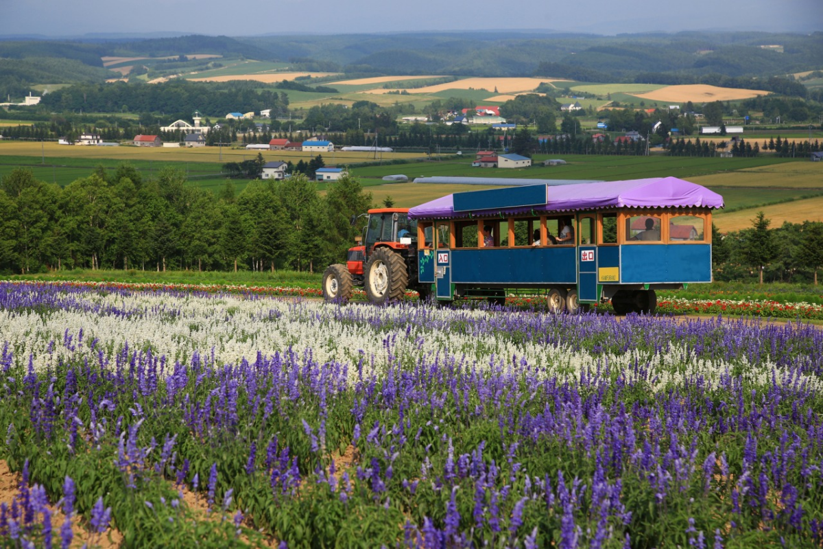上富良野 Flower Land | 坐着拖拉机漫游花海