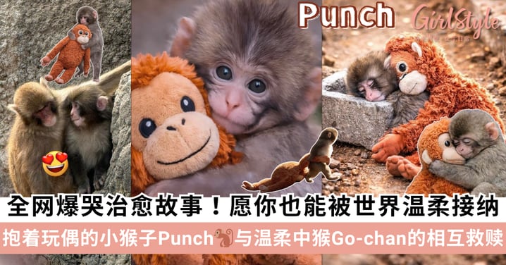 全网爆哭治愈故事！抱着猩猩玩偶的小猴子Punch与温柔大猴Go-chan的相互救赎！