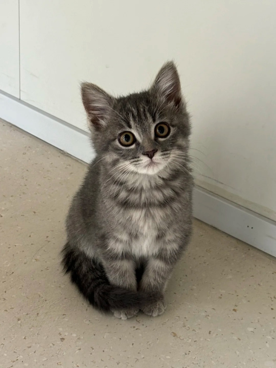 在猫咪眼里，人类就像一只“手脚不协调”的大猫