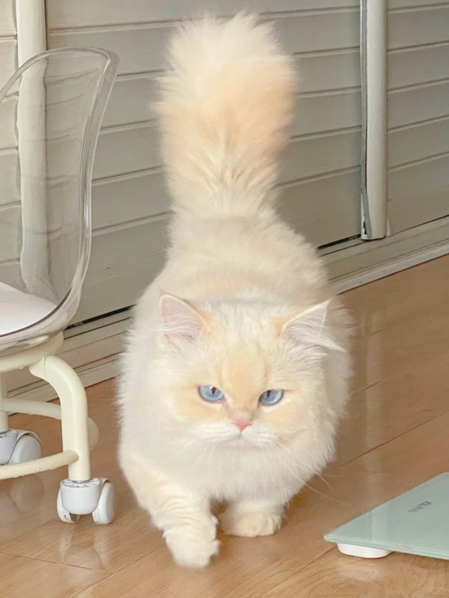 走到哪跟到哪、睡觉也要盯着看？其实这是猫咪在行使“监护权”啦！