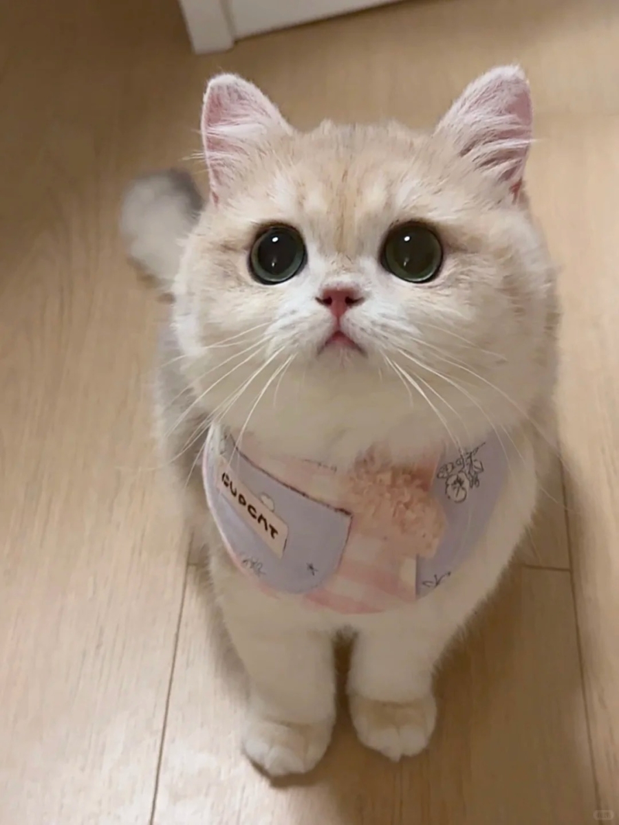 为什么猫咪总是会“盯”着你？