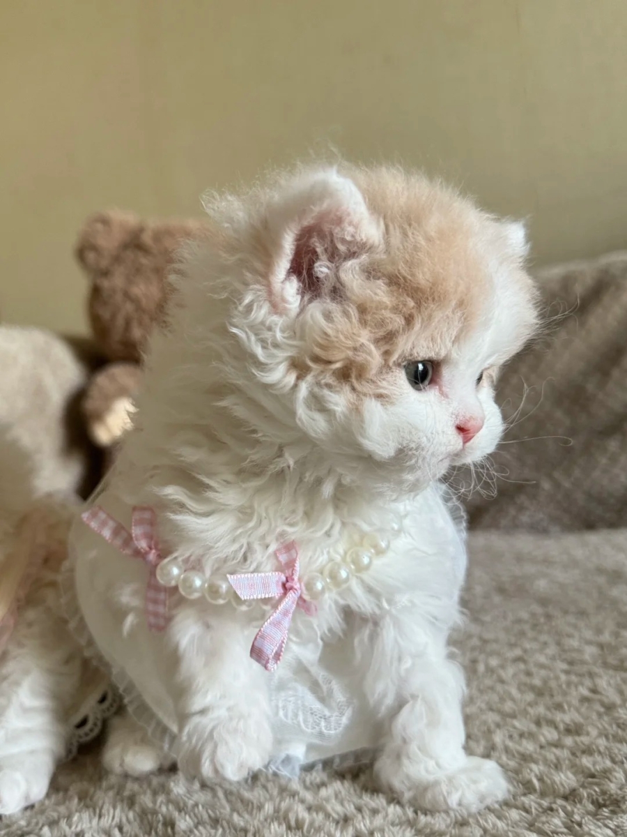 当猫咪对着你“踩奶”其实是把你当成妈妈了