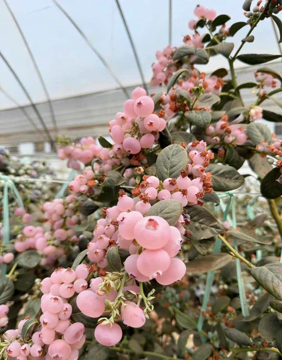 粉红蓝莓3大品种推荐