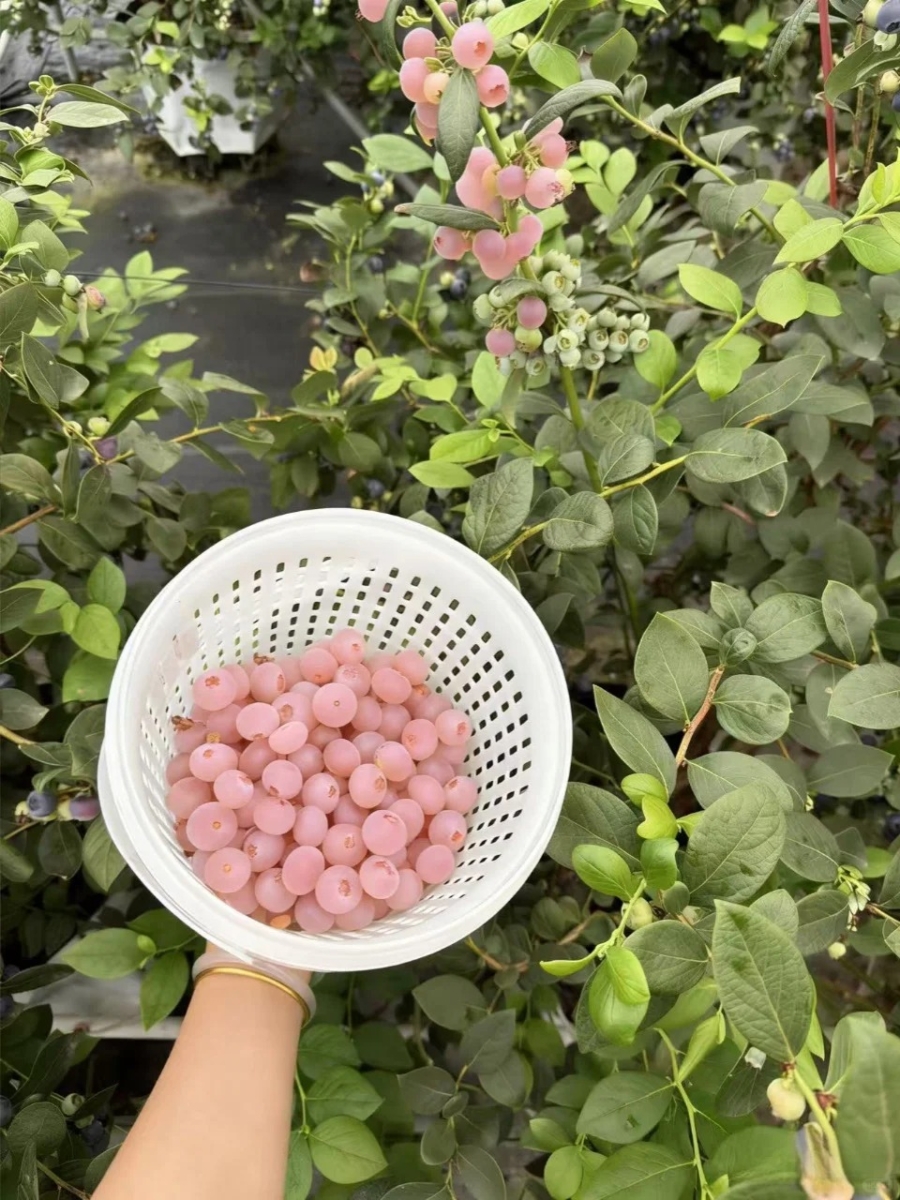 韩国掀起的苗木种植热潮与注意事项