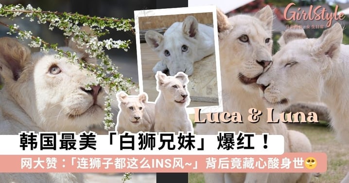 韩国最美「白狮兄妹」爆红！Luca & Luna 「长睫毛+绝美侧颜」被赞天生爱豆，背后身世曝光让网直呼太好哭~