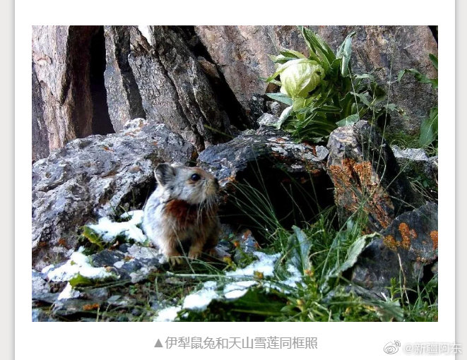 伊犁鼠兔