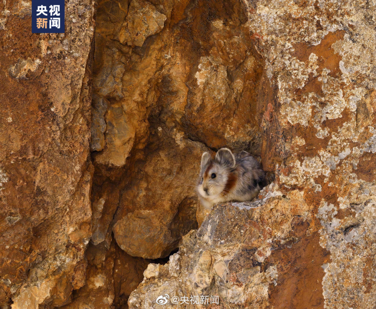 伊犁鼠兔
