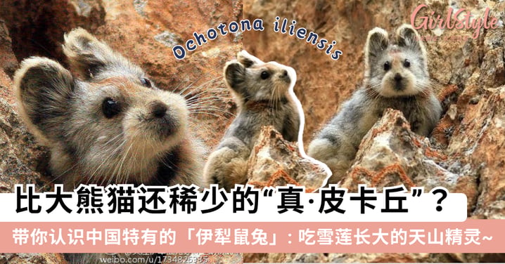 比大熊猫还稀少!带你认识“天山精灵”伊犁鼠兔:现实版皮卡丘、吃雪莲长大、还有神秘变异的“黑鼠兔”?!